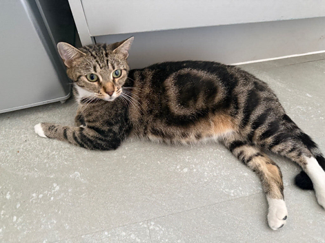 Kittens due in 2-3 weeks (please read advert)