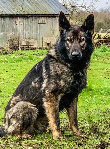 Working bred Czech Shepherd puppies