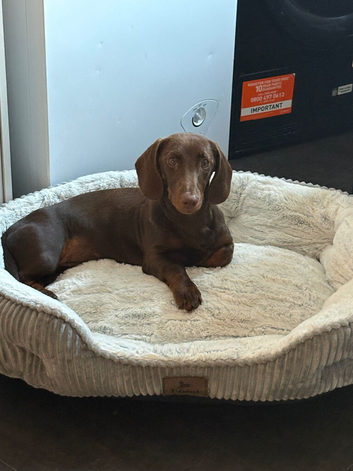 Female dachshund