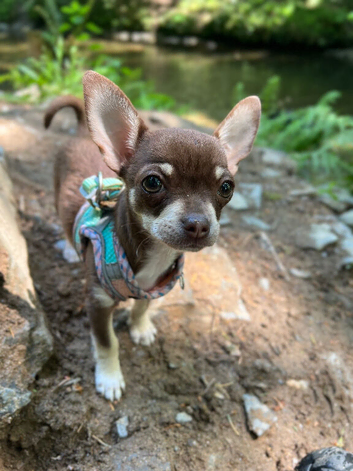 Teacup chocolate chi
