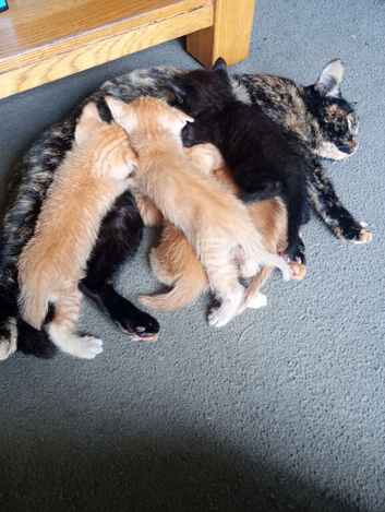 4 kittens ready to go