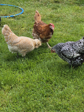 3 Chickens