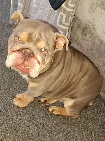 British bull dog
