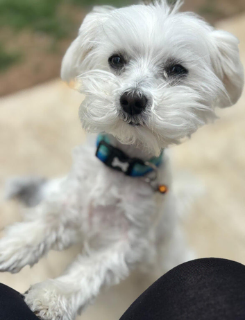 Maltese x bichon