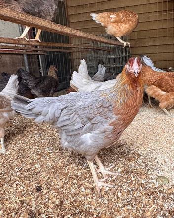 Blue Partridge
