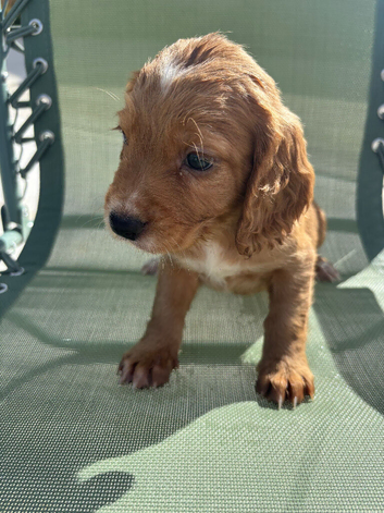 Cocker spaniel male puppie