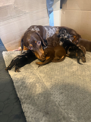 Miniature dachshund pups