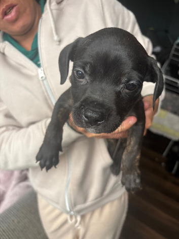 2 beautiful staffy pups