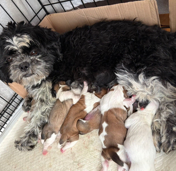 Shih Tzu puppies