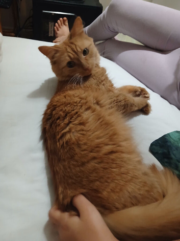Orange Jaffa Cat
