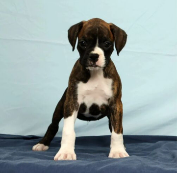 Boxer Puppies