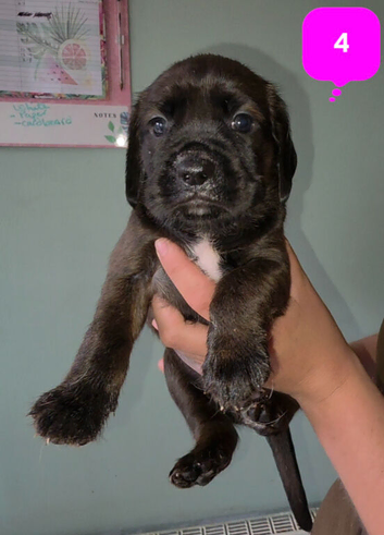 Boxer X puppies (kc reg parents)