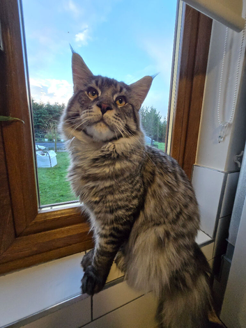 Pure breed main coon male