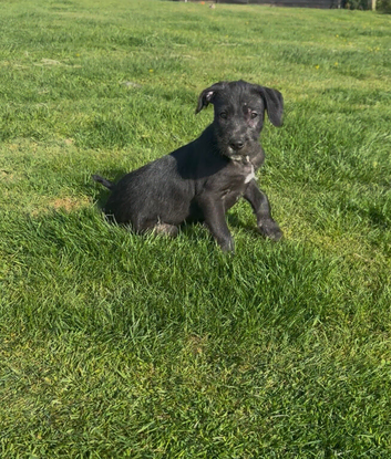 Lurcher pups