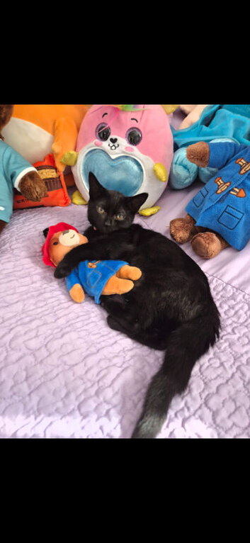 7 months old kitten