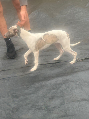 Whippet