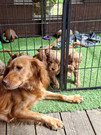 Stunning red F1 Cockapoo puppies