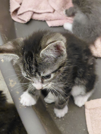 Lovely kittens ready to go