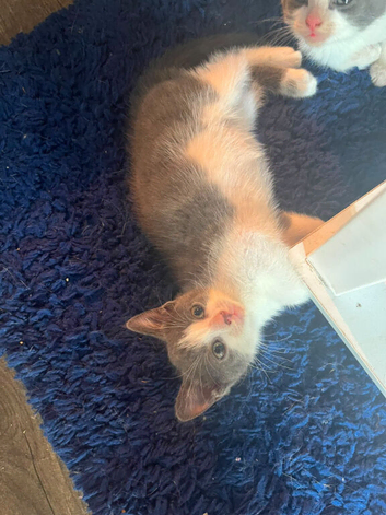 2 kittens for sale