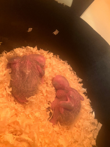 CUDDLY BABY YELLOW CROWNED AMAZON PARROTS