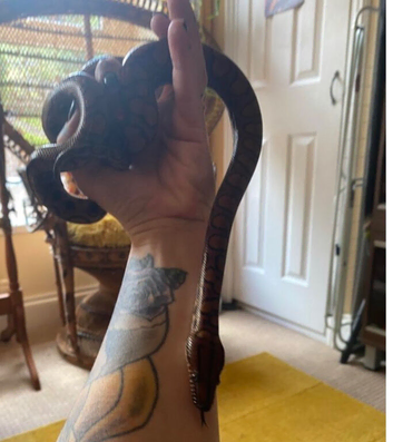 Female Brazilian rainbow boa snake 2 1/2 years old