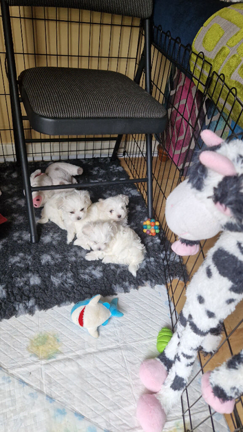 Marvellous Maltese Pups