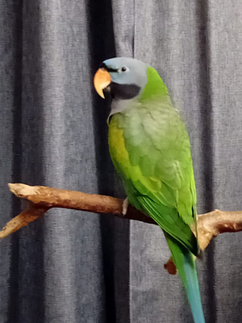 Derbyan male parrott REDUCED will sell bird on own if required