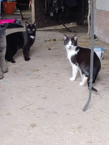 Farm/feral cats