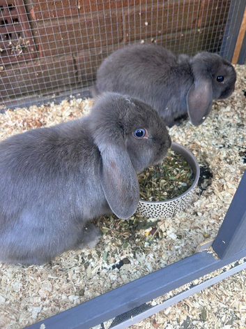 2 female rabbits & hutch