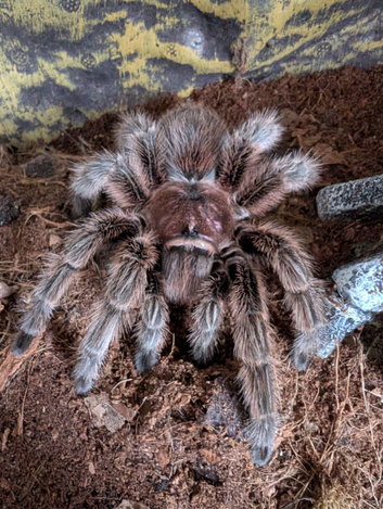 Adult female Chilean rose