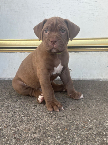 Mastiff pups