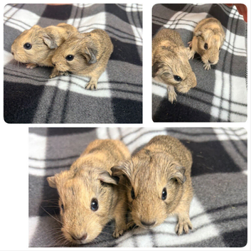 Baby funky piggies
