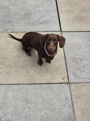 2x miniture dachshund puppys