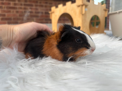 2 baby boys looking for there new home