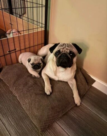 Pug Puppy Ready Now To Leave