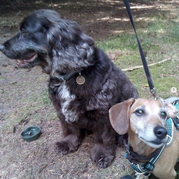 Dog Walker & Pet Sitter