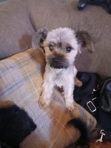 Yorkie Chihuahua