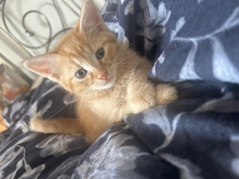 3 Beautiful kittens 2 boys 1 girl