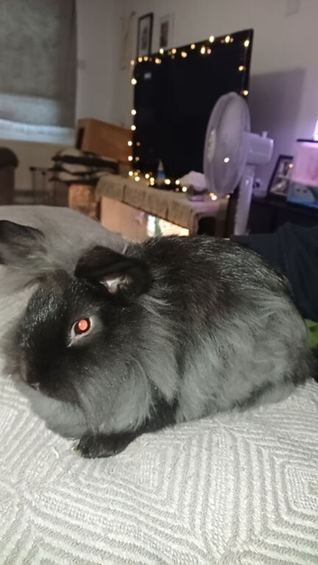 Black and grey lionhead rabbit