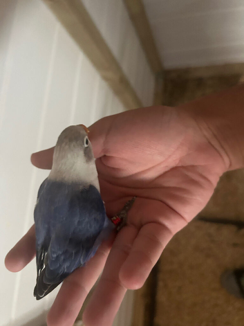 Fully tamed baby love bird for sale
