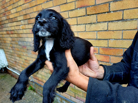 Cocker spaniel puppy's