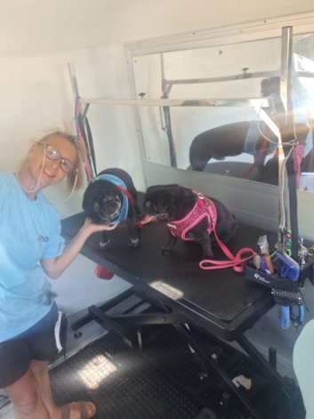 Dog grooming inside Frosts Garden Centre Willington Bedfordshire