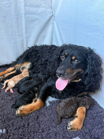 Cockapoo/toy poodle puppies