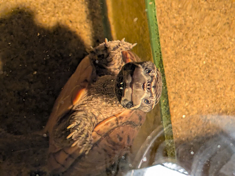 Musk turtle
