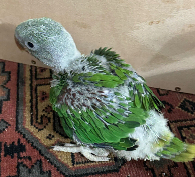 Hand-tame Silly Tame Alexandrine Babies for booking