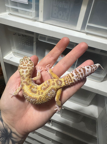 Various adult leopard geckos