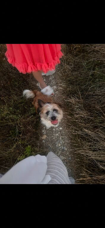 Jackchi looking for forever home
