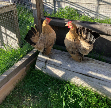 2 Serema hens, as photographed