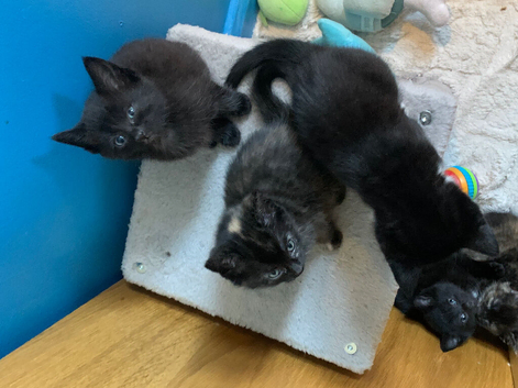 3 female kittens