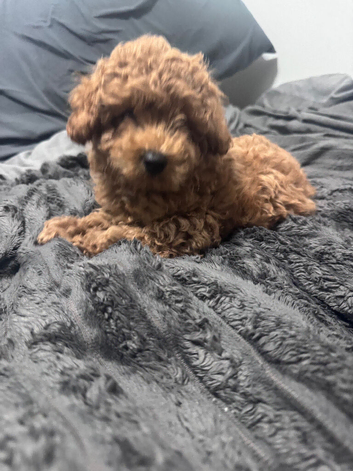Maltipoo pups stunning colours ready to go